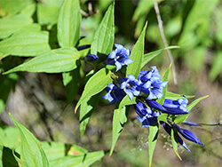 Glockenblume fr Spielpltze